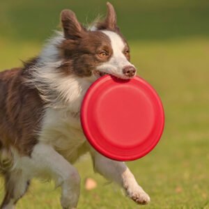 Home Durable Rubber Dog Frisbee